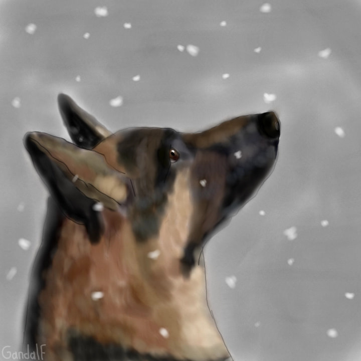 #снег #животные #собака #dog #animalchallenge ...я пыталась... ‘︿’