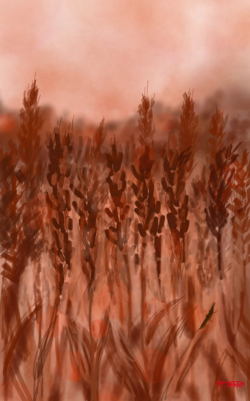 Wheat harvest. 麦秋 #sonysketch #onecolor #fridayswithsketch #plant #onoart