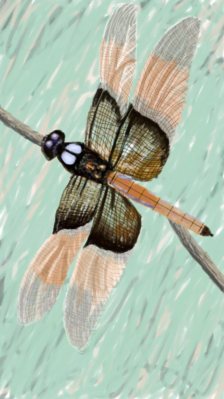 #penciltoolchallenge #dragonfly #insect #green #natural #nature #wings