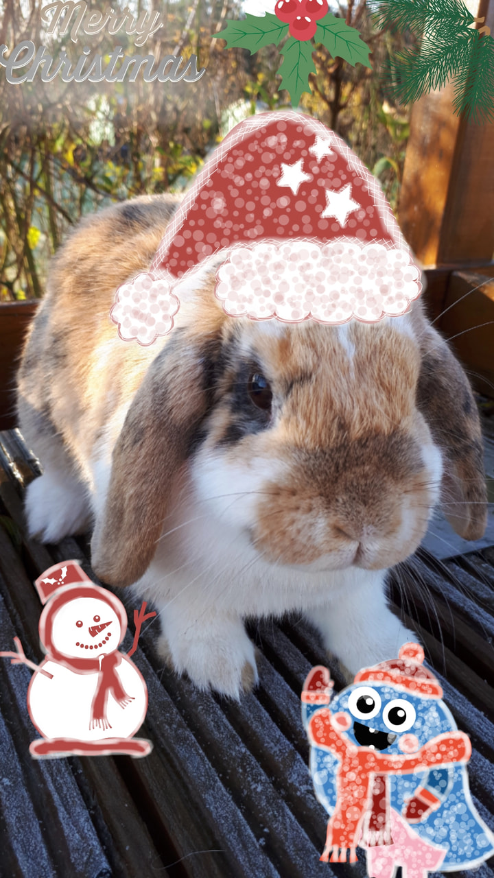 I love it to celebrate christmas with my family and belong my rabbits🐰🐇 My #cute sweety Elli wish you and all  creatures from our planet a Happy Christmas😙❤ 😄👍🎁🎄🎀🎉🎊💟#myholiday #Animal #animals #PhotoChallenge #Rabbit #photo