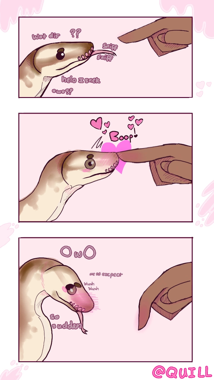 For this #fridayswithsketch I decided to show people that #snakes are really just cuddly noodles :> #cutenesschallenge (this was inspired by a snek gif I saw once) Boop snek ( I am pretty late but still) Edit: FEATURED! Thanks everyone!